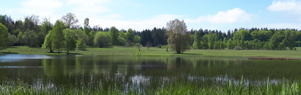 Das Naturschutzgebiet Weiherwiesen bei Essingen-Tauchenweiler, aufgenommen von B. Wiedmann.